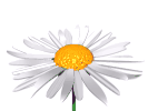 daisy-05.gif